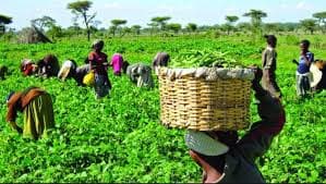 Ewulu Integrated Farm - 1